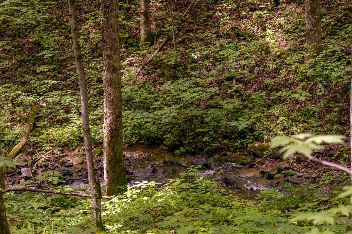 This image captures a serene stream surrounded by lush greenery and mature trees, with dappled sunlight filtering through the branches. The natural setting evokes the tranquility and beauty of the High Country, perfect for morning walks or exploring with a dog. The stream, while visible, is not directly accessible, aligning with the property’s pet policy.